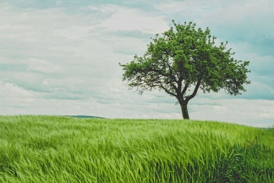 Exempel på berättelser om naturen