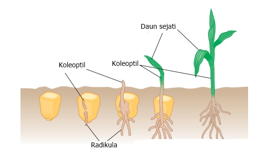 koleoptil