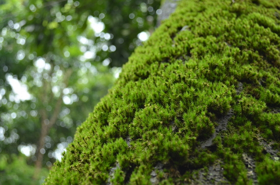 Powłoka ochronna Moss