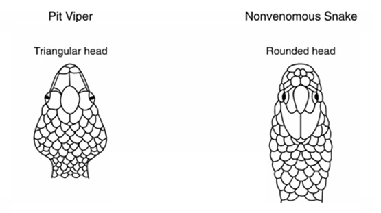 Formen på en slangehoved er ikke-giftig