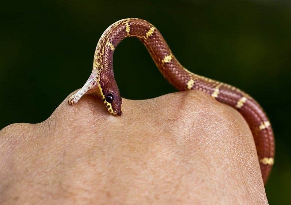 Snake Bite