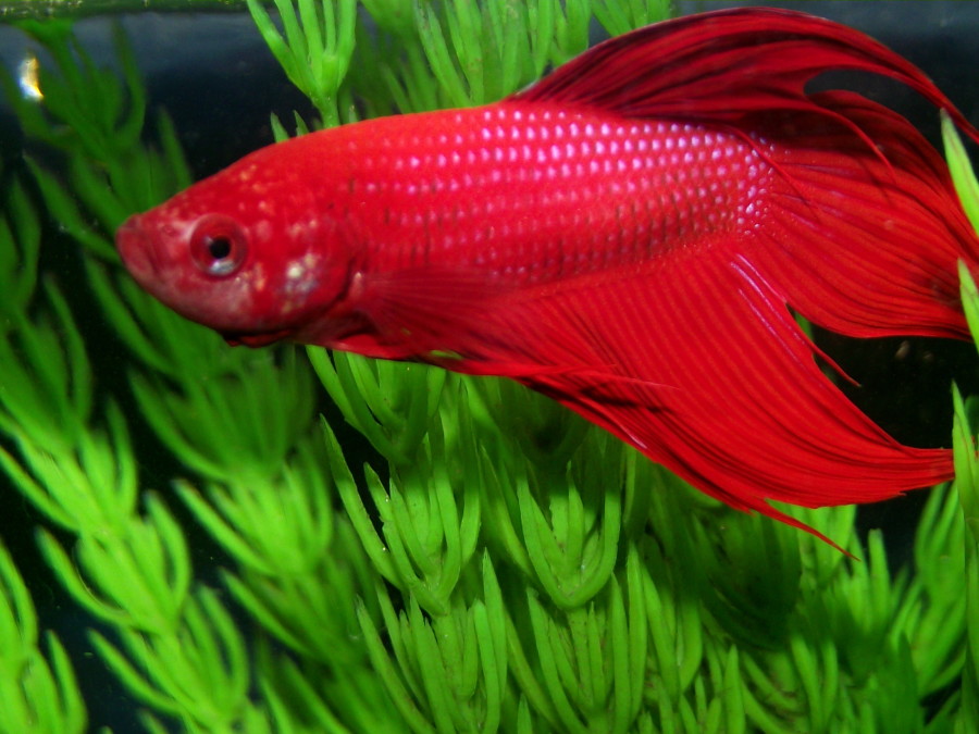 veiltail betta kala