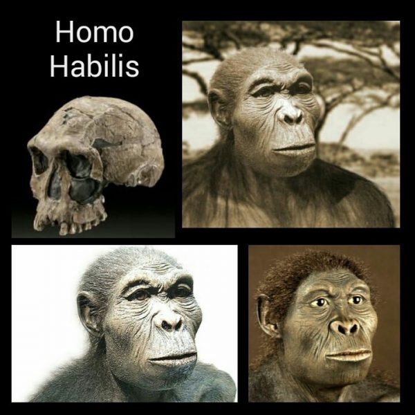 Homo Habilis