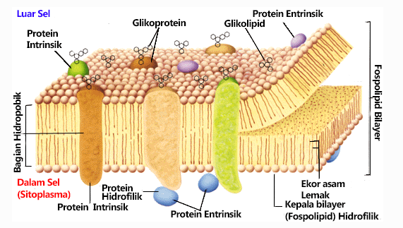 membrana celular