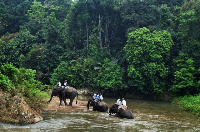 Endonezya Doğa Koruma Alanı Bukit Barisan Selatan, Lampung