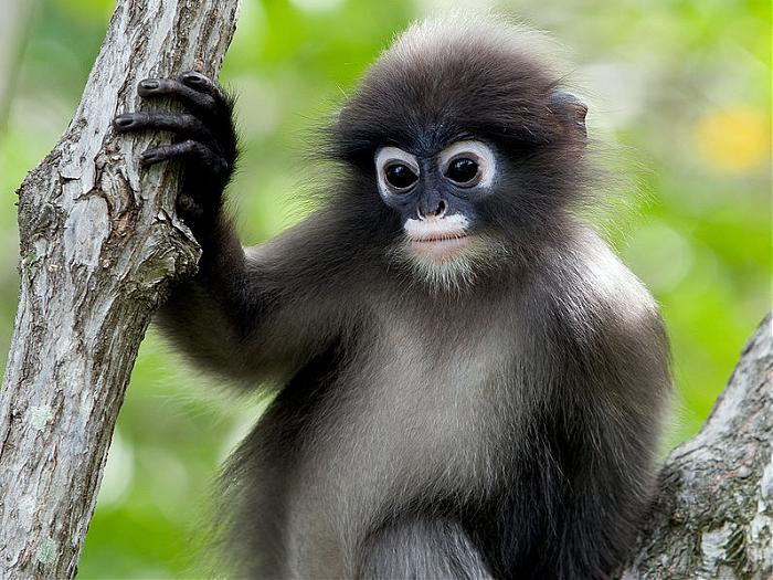 Doğa Koruma Alanı Endonezya Siberut, West Sumatra