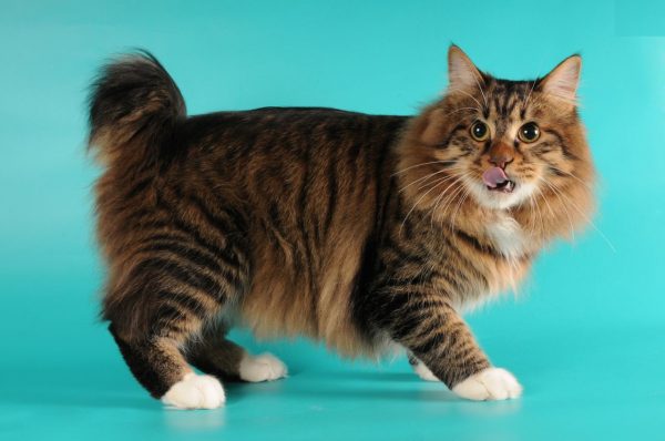 Amerikkalainen Bobtail-kissa