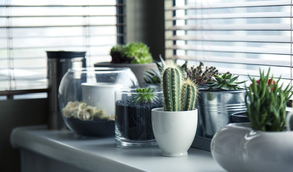 5 Beneficiile Plantării Cactusului ca hobby sănătos