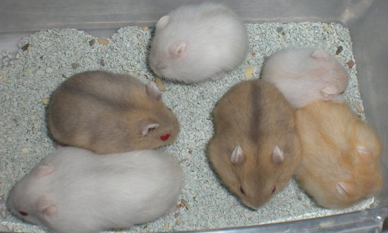 Types de hamsters hybrides